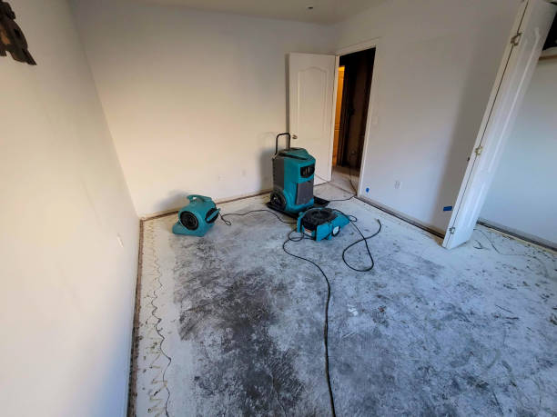 Best Mold removal after water damage  in Millport, AL
