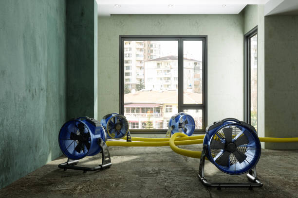 Best Local water damage restoration  in Millport, AL